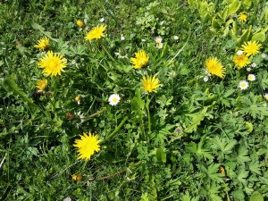 simple dandelions